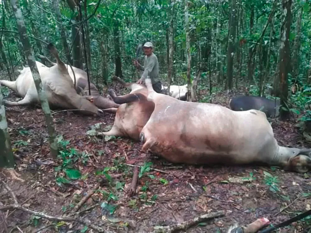 OXAPAMPA: RAYO MATA GANADOS DE RAZA EN PALCAZU