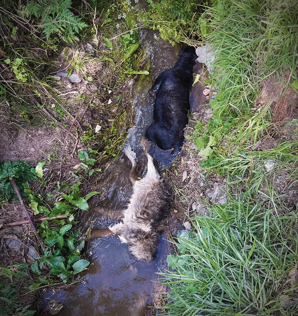 ACRAQUIA-TAYACAJA: DENUNCIAN ENVENENAMIENTO DE PERROS EN ANEXO DE SANTA ROSA