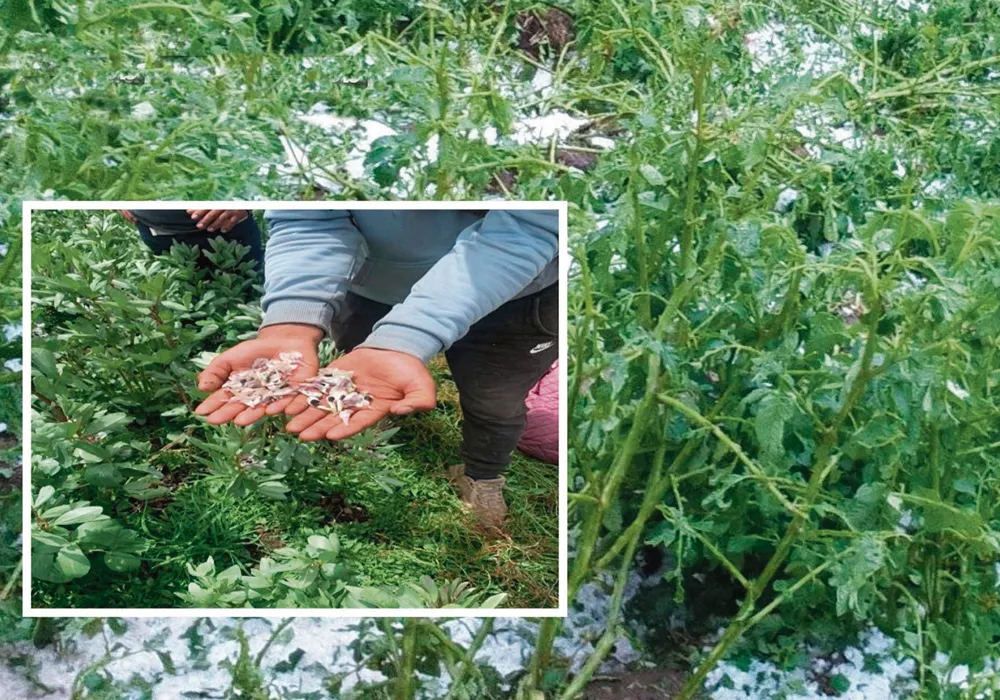 AGRICULTORES PREOCUPADOS: GRANIZADA MALOGRA PRODUCTOS EN UNA DECENA DE POBLADOS DE HUANCAVELICA