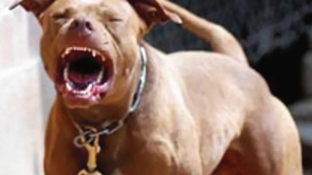 ¡QUE DESCUIDO DE PROPIETARIOS!: CAN PITBULL DESFIGURA ROSTRO DE ESCOLAR