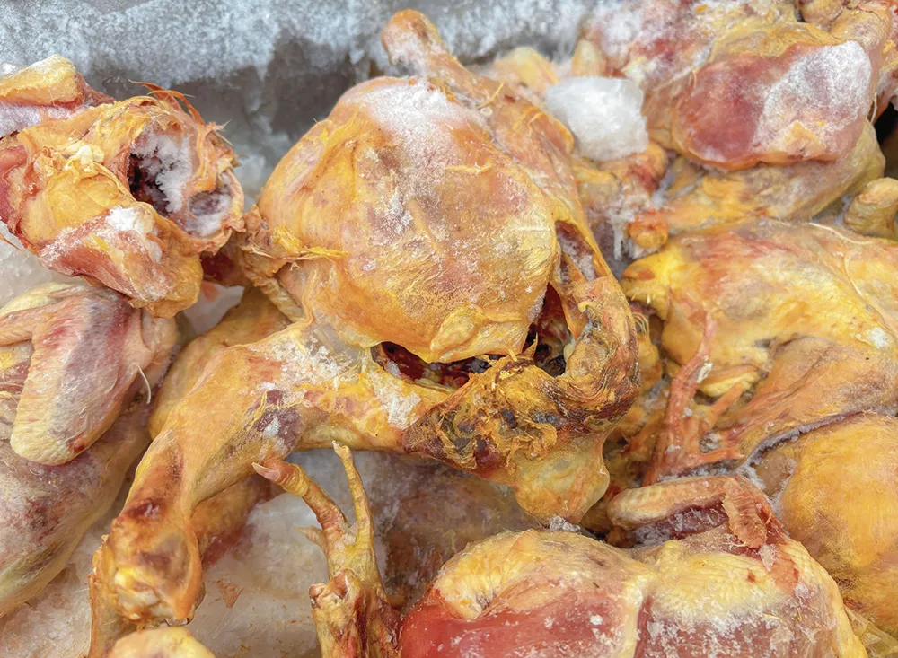 UBICADAS EN EL JR. MANTARO: MULTAN AVÍCOLAS CUYOS POLLOS SE ENCONTRABAN EN MAL ESTADO