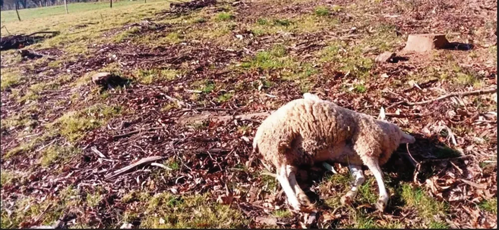 MAYOCC: EXTRAÑO ANIMAL DEJA OVEJAS SIN SESOS Y OJOS