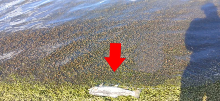 MUEREN TRUCHAS Y AVES: CONTAMINAN LAGUNA DE PUNRUN EN TINYAHUARCO