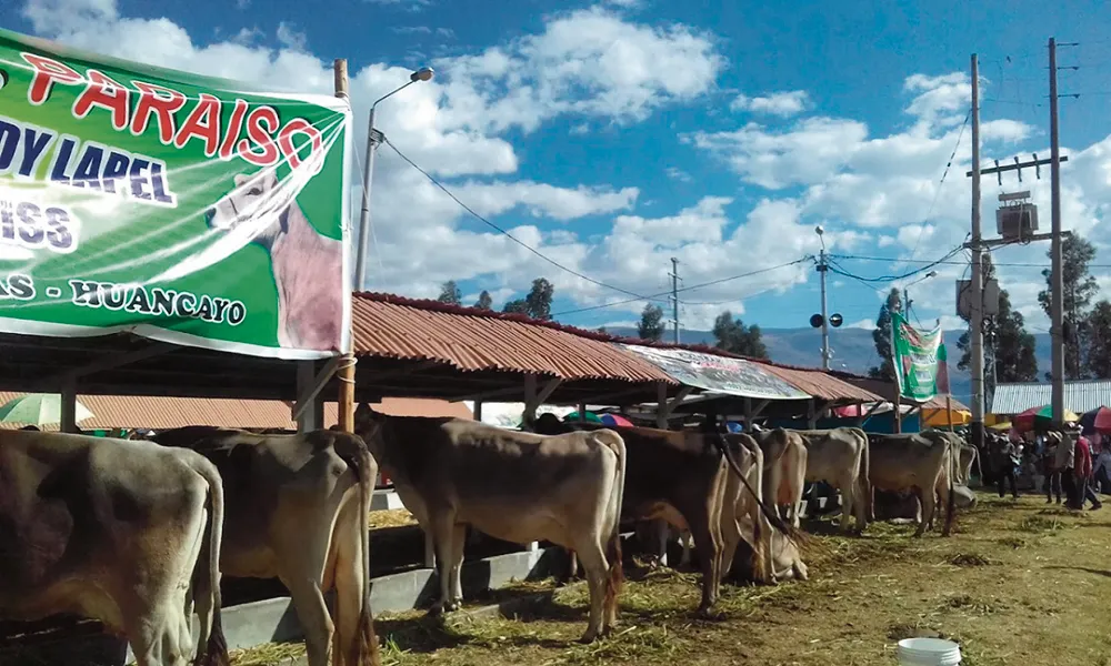 PROTESTAN MORADORES: NUBES DE MOSCAS INVADEN A VECINOS DEL CAMPO DE YAURIS