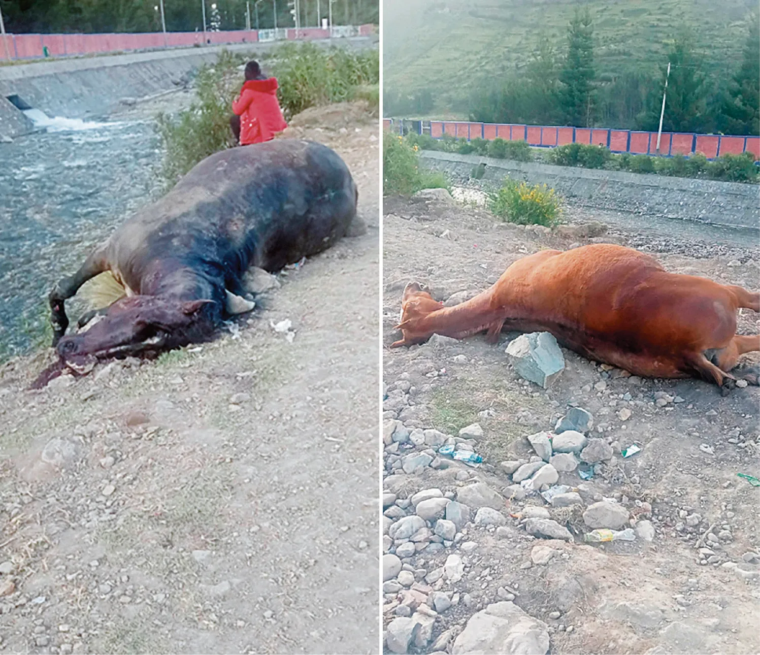 MURIERON EN COMPETENCIA: ABANDONAN CABALLOS EN PLENA VÍA PÚBLICA