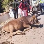 HUANCAVELICA–LIRCAY: VEHÍCULO SE DESPISTA TRAS IMPACTAR CONTRA UNA VACA