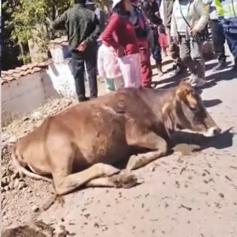HUANCAVELICA–LIRCAY: VEHÍCULO SE DESPISTA TRAS IMPACTAR CONTRA UNA VACA