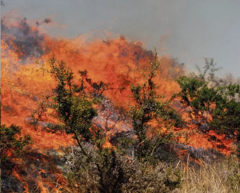 EN ANTA ACOBAMBA: FUEGO DESTRUYE 30 HAS. DE VEGETACIÓN