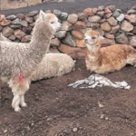 EN PILPICHACA: SEQUÍA Y FRIAJE PROVOCAN MUERTE DE CRÍAS DE ALPACAS