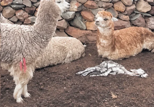 EN PILPICHACA: SEQUÍA Y FRIAJE PROVOCAN MUERTE DE CRÍAS DE ALPACAS