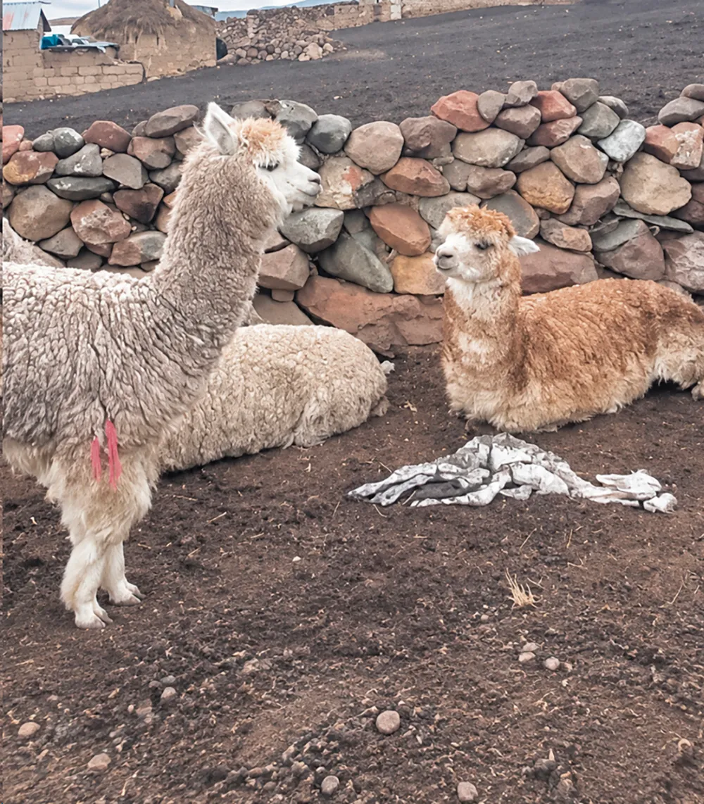 EN PILPICHACA: SEQUÍA Y FRIAJE PROVOCAN MUERTE DE CRÍAS DE ALPACAS
