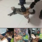 TRAS ATAQUE DE CAN: SERENOS AUXILIAN A MUJER Y RESCATAN A FELINO