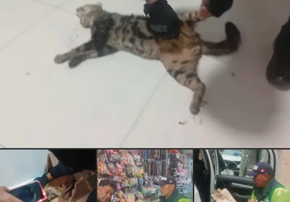 TRAS ATAQUE DE CAN: SERENOS AUXILIAN A MUJER Y RESCATAN A FELINO