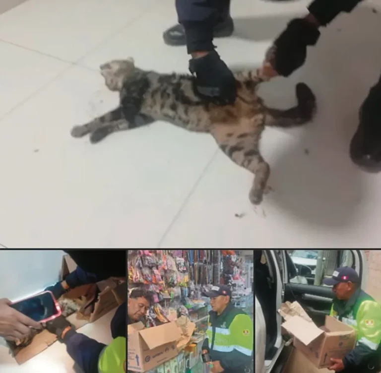 TRAS ATAQUE DE CAN: SERENOS AUXILIAN A MUJER Y RESCATAN A FELINO