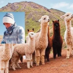 HISCOCANCHA: PASTOR CONFIESA ROBO DE 40 ANIMALES VÍA WHATSAPP