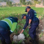 EN CHUPACA: ABANDONAN FETO EN MEDIO DE CHACRA