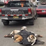 CONMOVEDOR CUADRO EN LA VÍA PÚBLICA: ANCIANITO FALLECE EN LA CALLE Y SUS FIELES PERRITOS LO CUIDAN HASTA EL FINAL