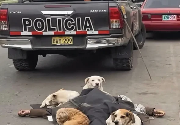 CONMOVEDOR CUADRO EN LA VÍA PÚBLICA: ANCIANITO FALLECE EN LA CALLE Y SUS FIELES PERRITOS LO CUIDAN HASTA EL FINAL