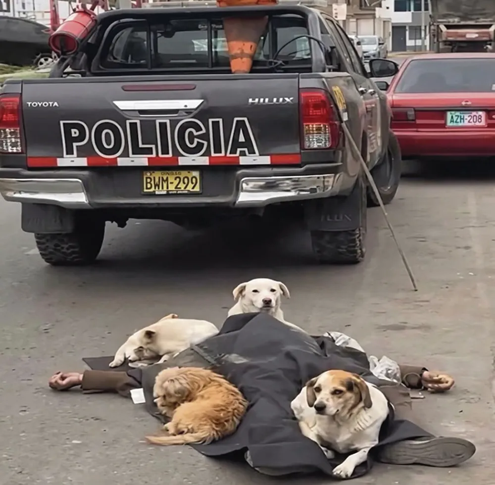 CONMOVEDOR CUADRO EN LA VÍA PÚBLICA: ANCIANITO FALLECE EN LA CALLE Y SUS FIELES PERRITOS LO CUIDAN HASTA EL FINAL