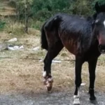HUARIACA: HALLAN CABALLO CON HUESOS EXPUESTOS Y GRAVES HERIDAS