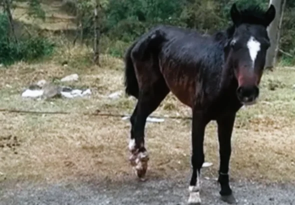 HUARIACA: HALLAN CABALLO CON HUESOS EXPUESTOS Y GRAVES HERIDAS
