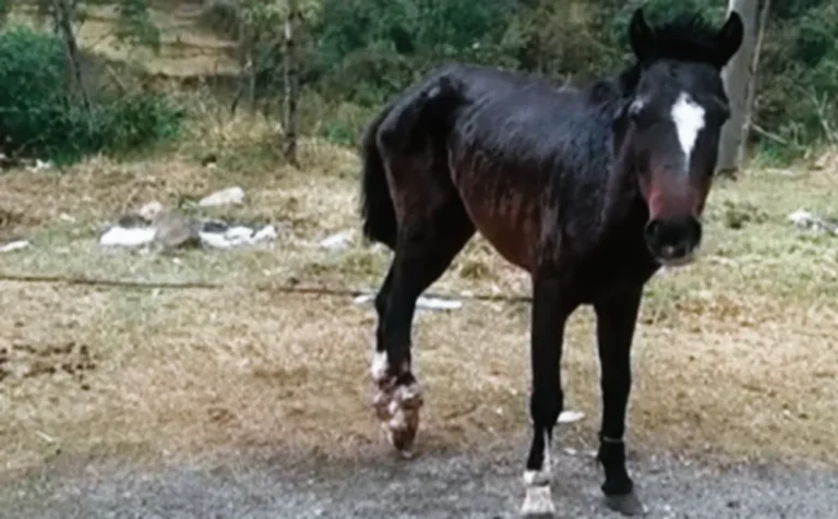 HUARIACA: HALLAN CABALLO CON HUESOS EXPUESTOS Y GRAVES HERIDAS
