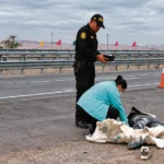 HUANCAVELICANO: MUERE EN ACCIDENTE EN LA PANAMERICANA SUR